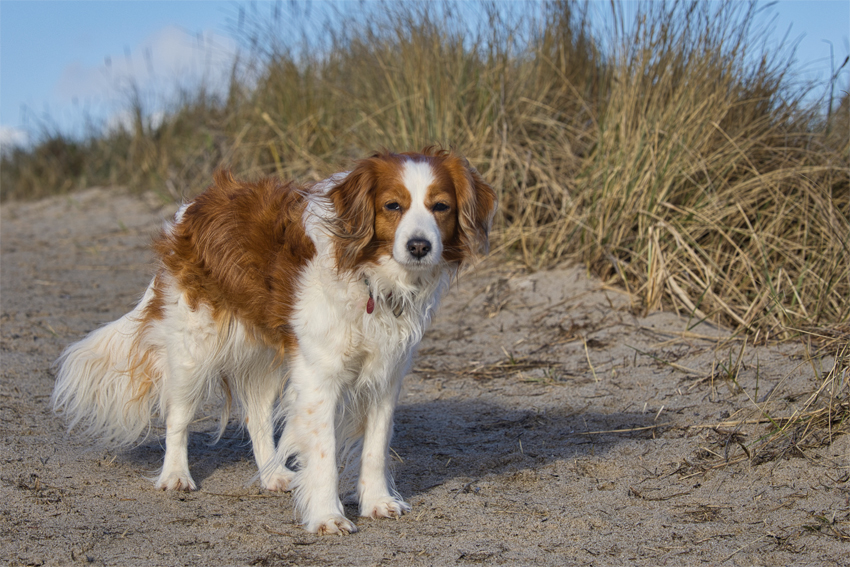 Urlaub mit Hund in Dänemark