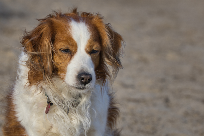 Urlaub mit Hund in Dänemark