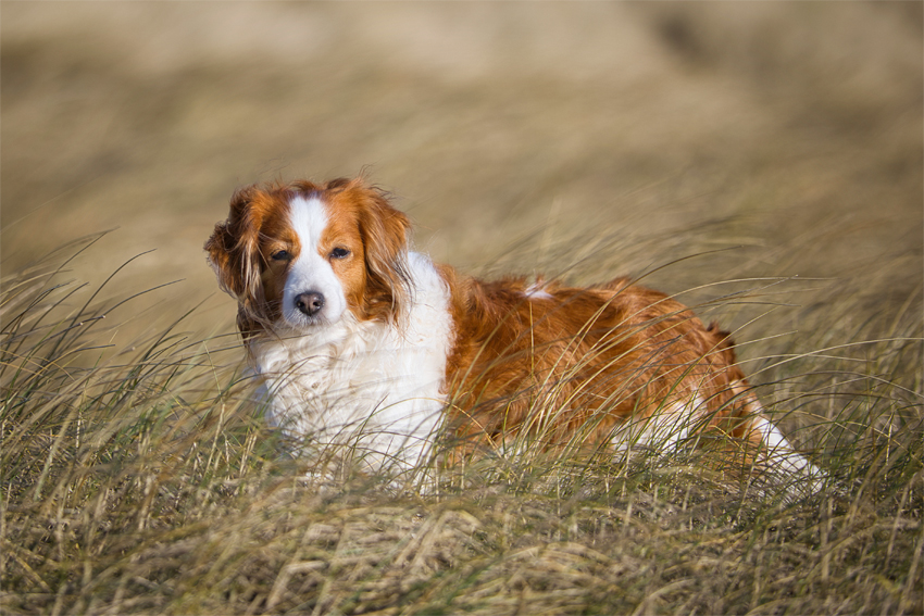 Urlaub mit Hund in Dänemark