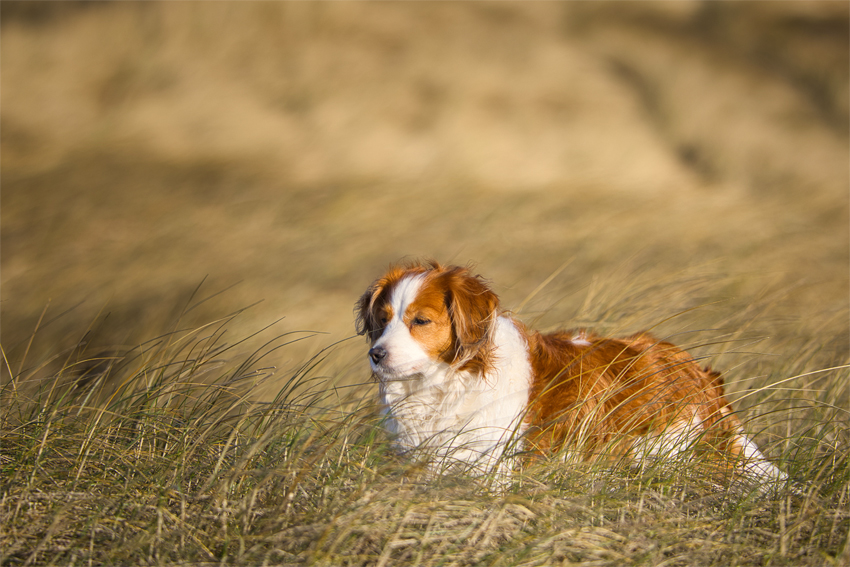 Kooikerhondje aus Langenhorn