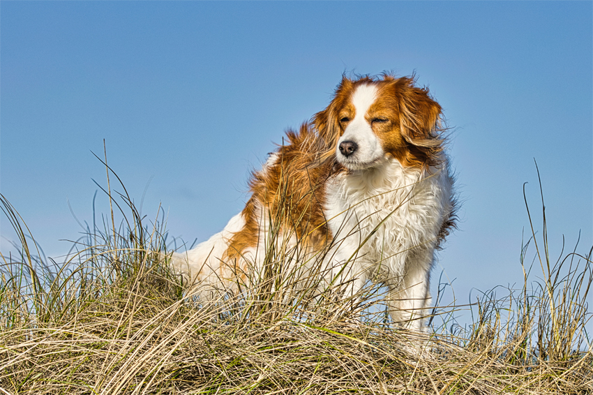 Urlaub mit Hund in Dänemark