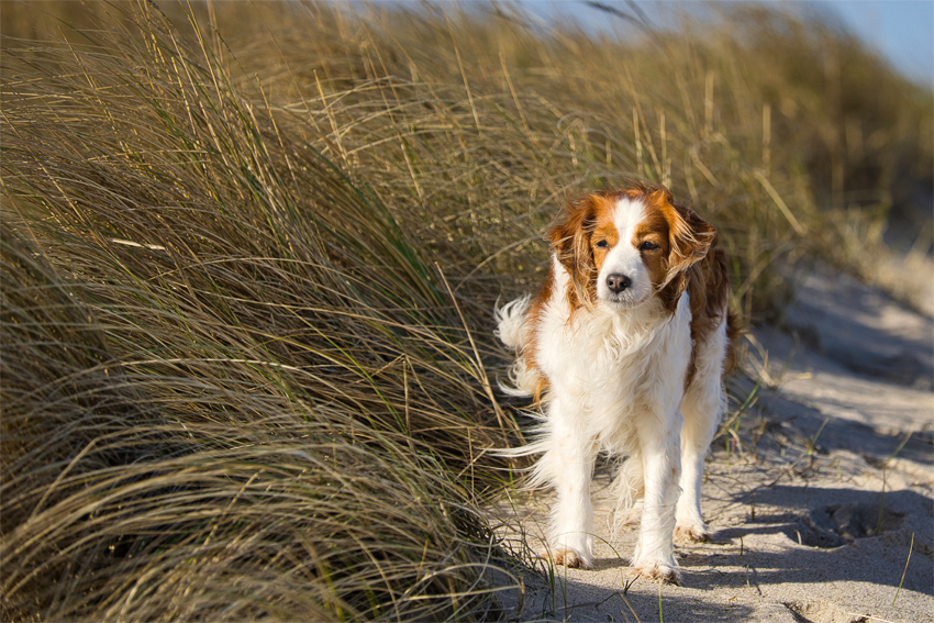 Urlaub mit Hund in Dänemark