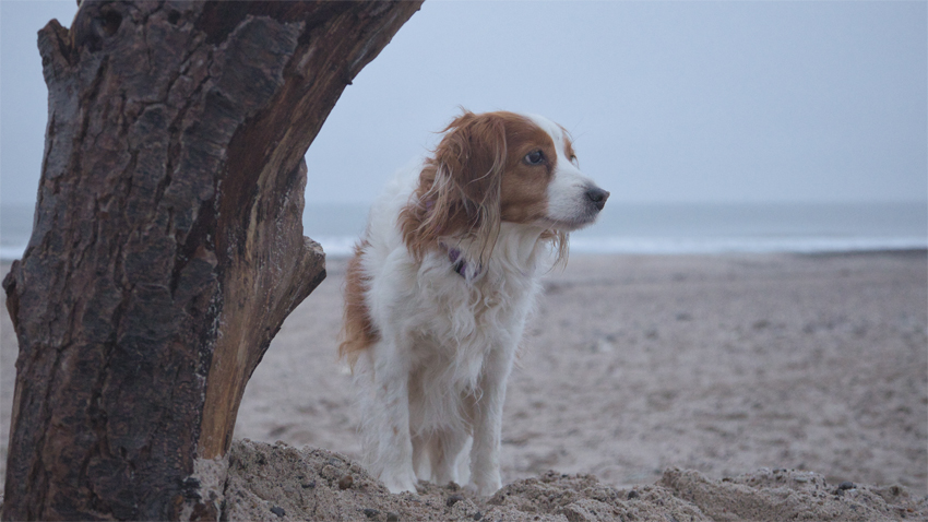 Urlaub mit Hund in Dänemark
