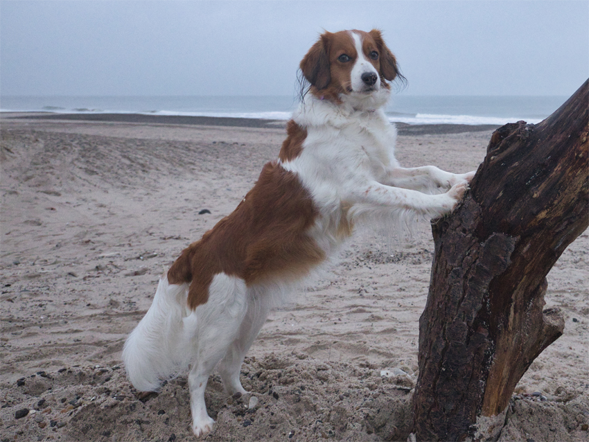 Urlaub mit Hund in Dänemark