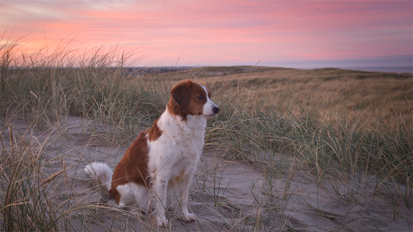 Urlaub mit Hund in Dänemark