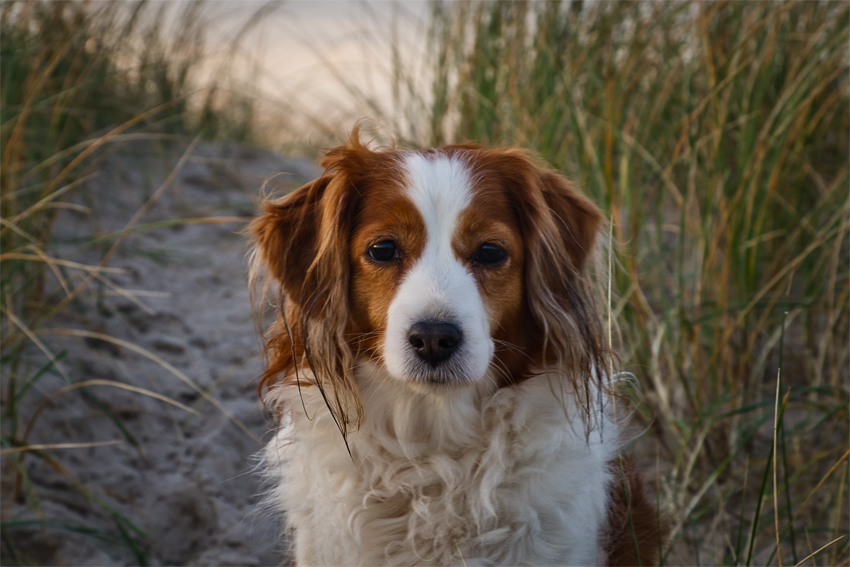 Urlaub mit Hund in Dänemark