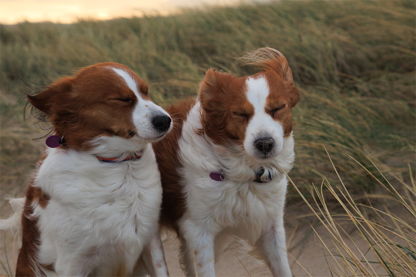 Urlaub mit Hund in Dänemark