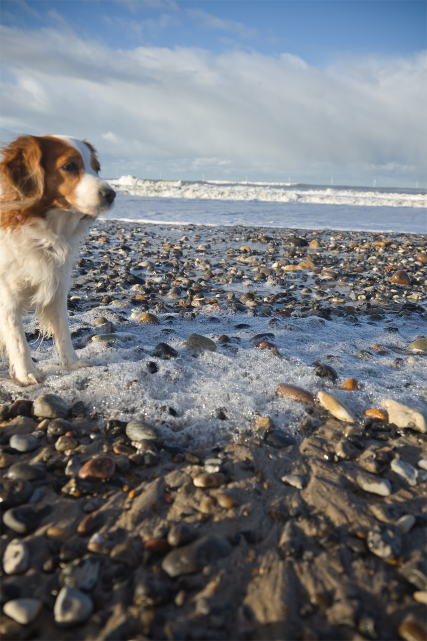 Urlaub mit Hund in Dänemark