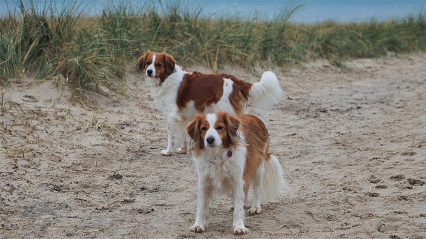 Urlaub mit Hund in Dänemark