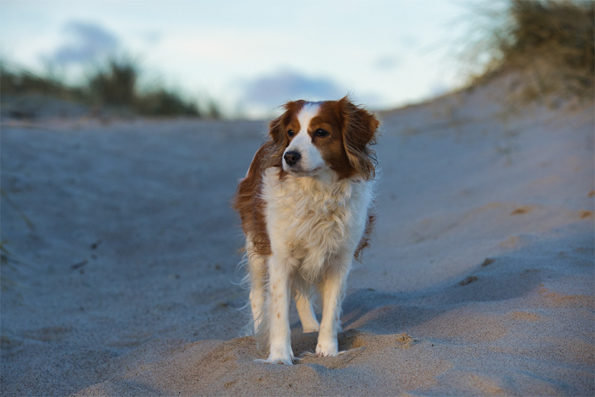 Urlaub mit Hund in Dänemark