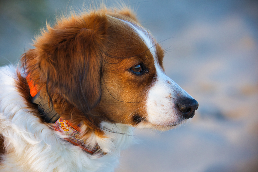 Urlaub mit Hund in Dänemark