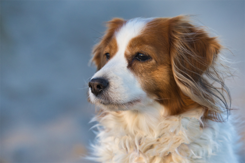 Urlaub mit Hund in Dänemark