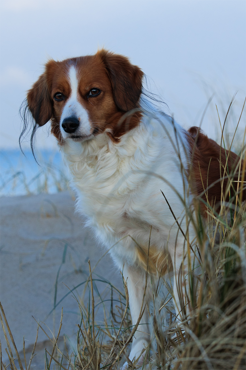 Urlaub mit Hund in Dänemark