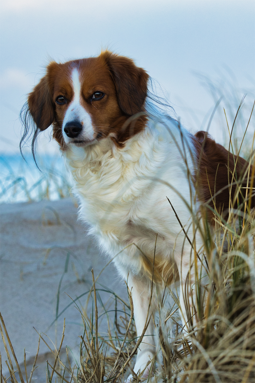 Kooikerhondje aus Langenhorn