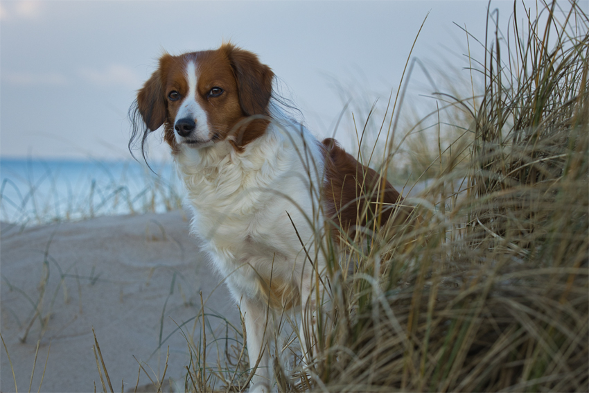 Urlaub mit Hund in Dänemark