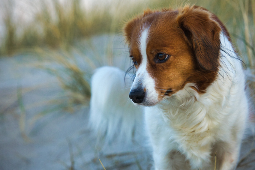 Urlaub mit Hund in Dänemark