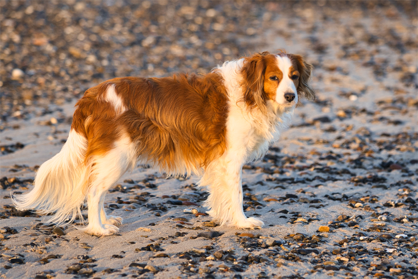 Urlaub mit Hund in Dänemark