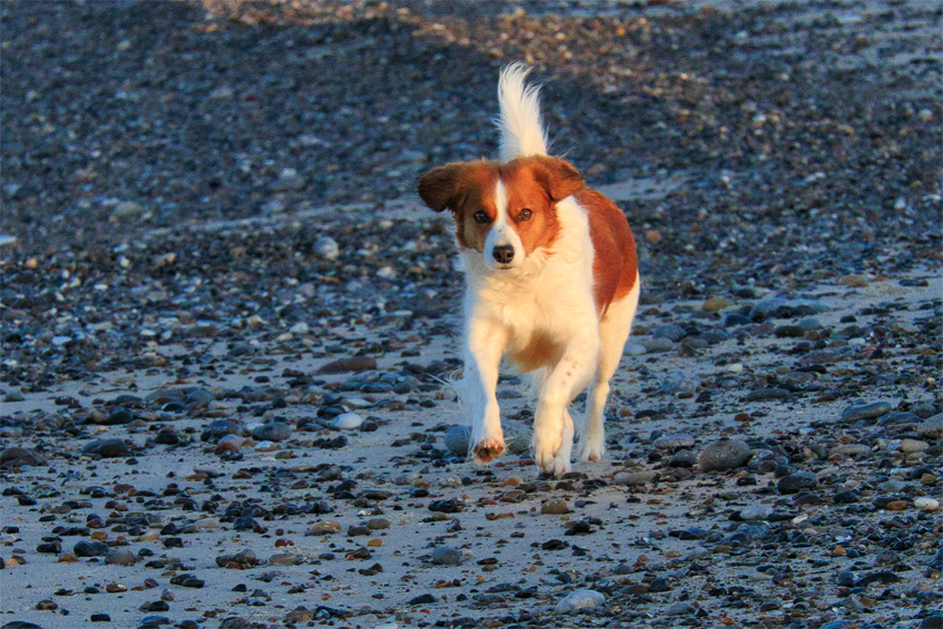 Urlaub mit Hund in Dänemark