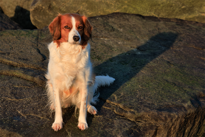 Urlaub mit Hund in Dänemark