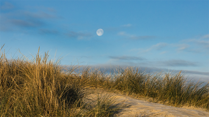 Urlaub mit Hund in Dänemark