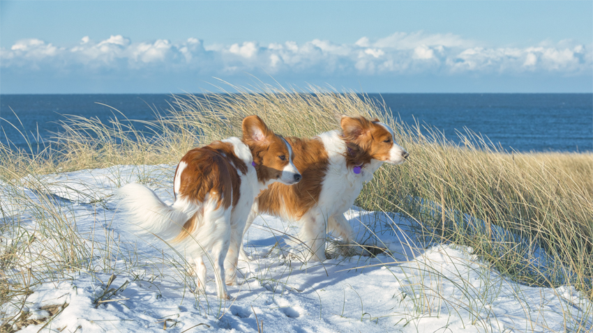 Urlaub mit Hund in Dänemark