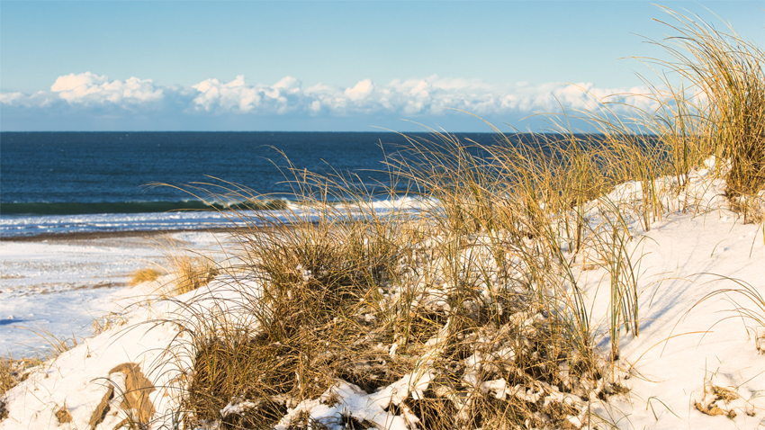 Urlaub mit Hund in Dänemark