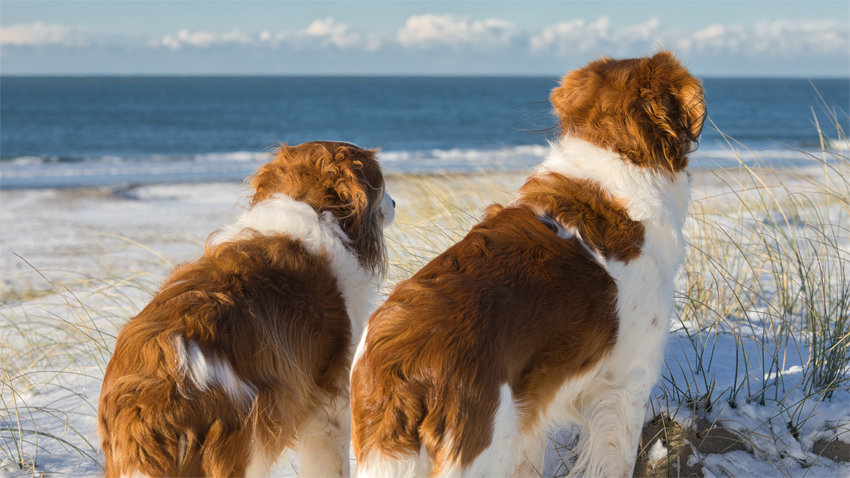 Urlaub mit Hund in Dänemark