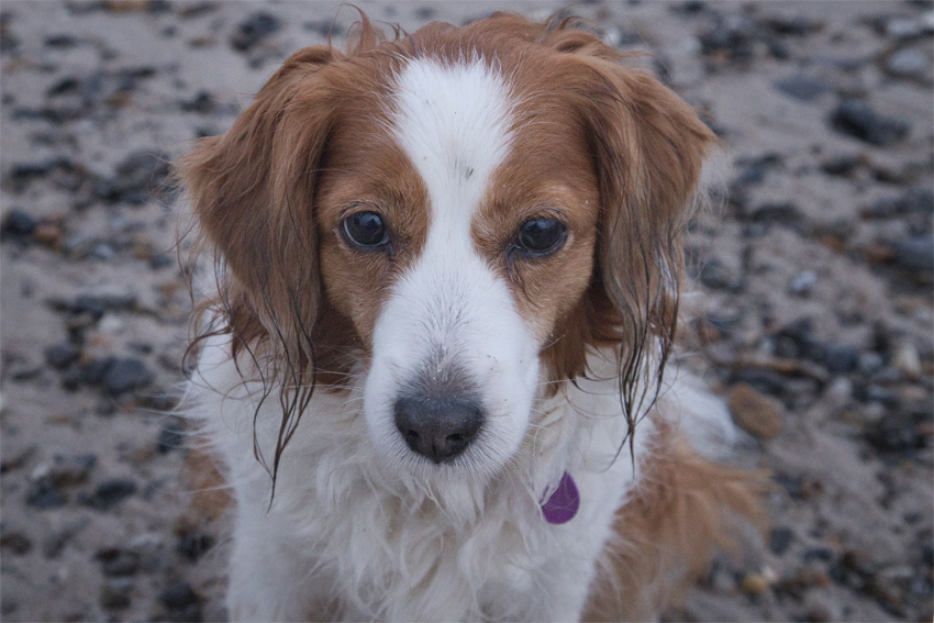 Urlaub mit Hund in Dänemark