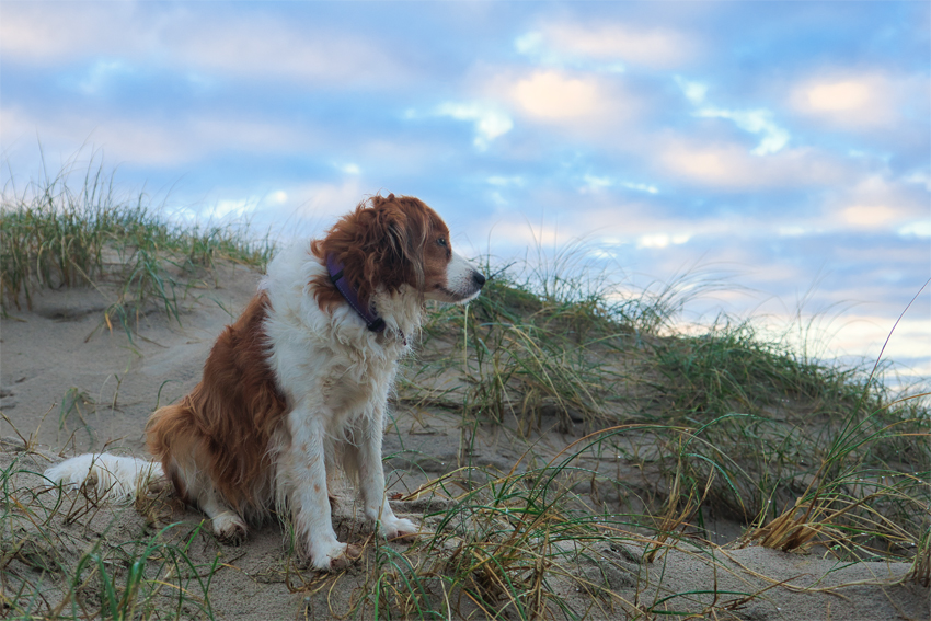 Urlaub mit Hund in Dänemark