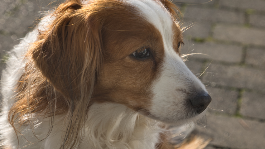 Urlaub mit Hund in Dänemark