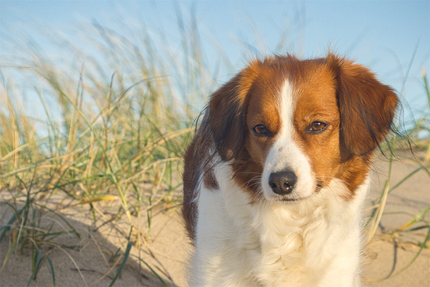 Urlaub mit Hund in Dänemark