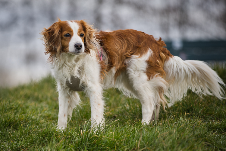 Kooikerhondje aus Langenhorn