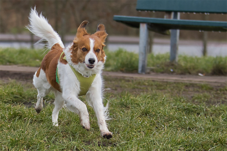 Kooikerhondje aus Langenhorn