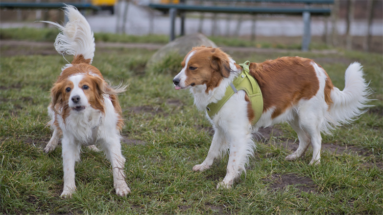 Kooikerhondje aus Langenhorn