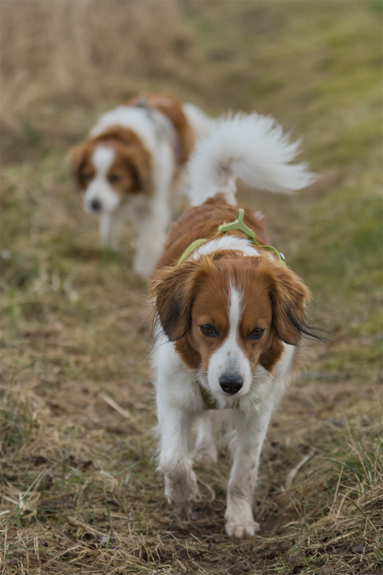 Kooikerhondje aus Langenhorn