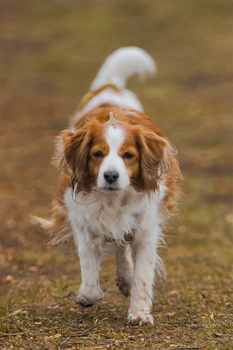 Kooikerhondje aus Langenhorn