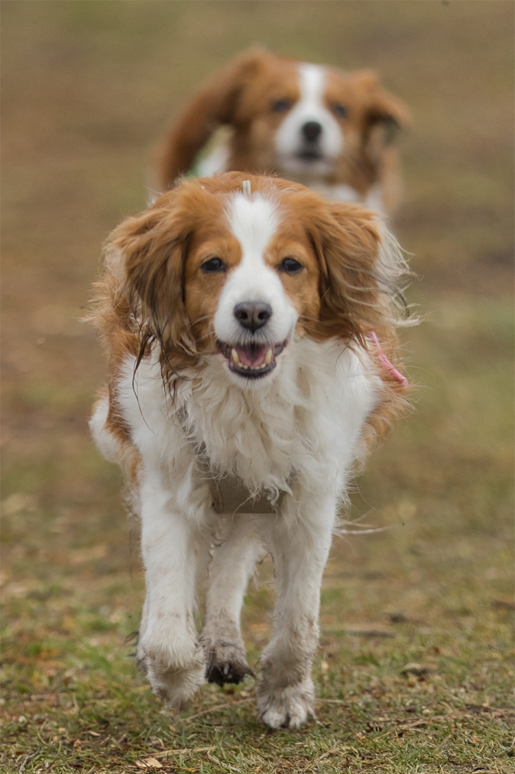 Kooikerhondje aus Langenhorn