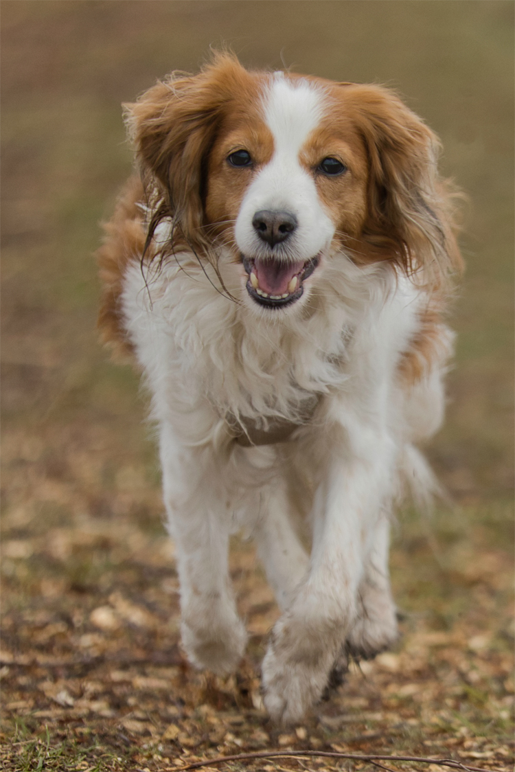 Kooikerhondje aus Langenhorn