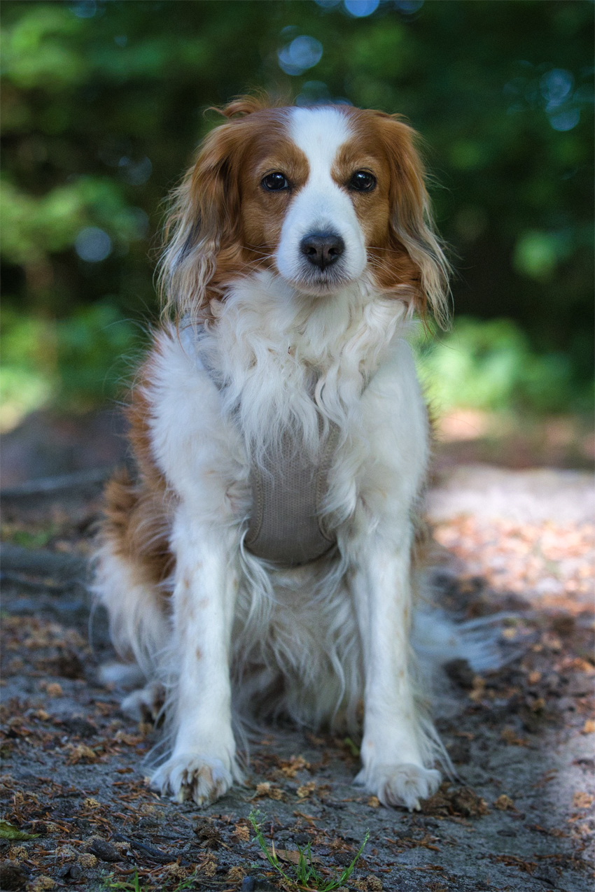 Kooikerhondje aus Langenhorn