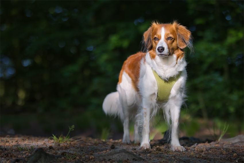 Kooikerhondje aus Langenhorn