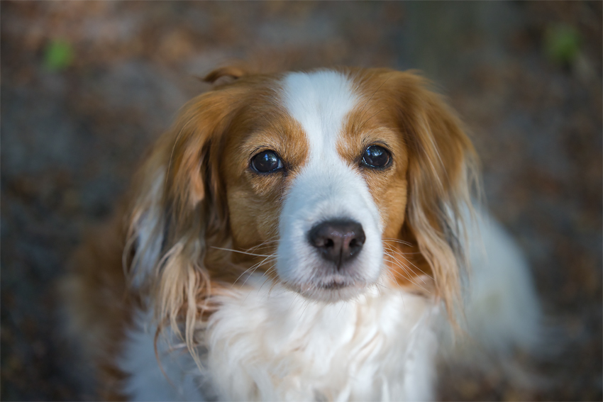 Kooikerhondje aus Langenhorn