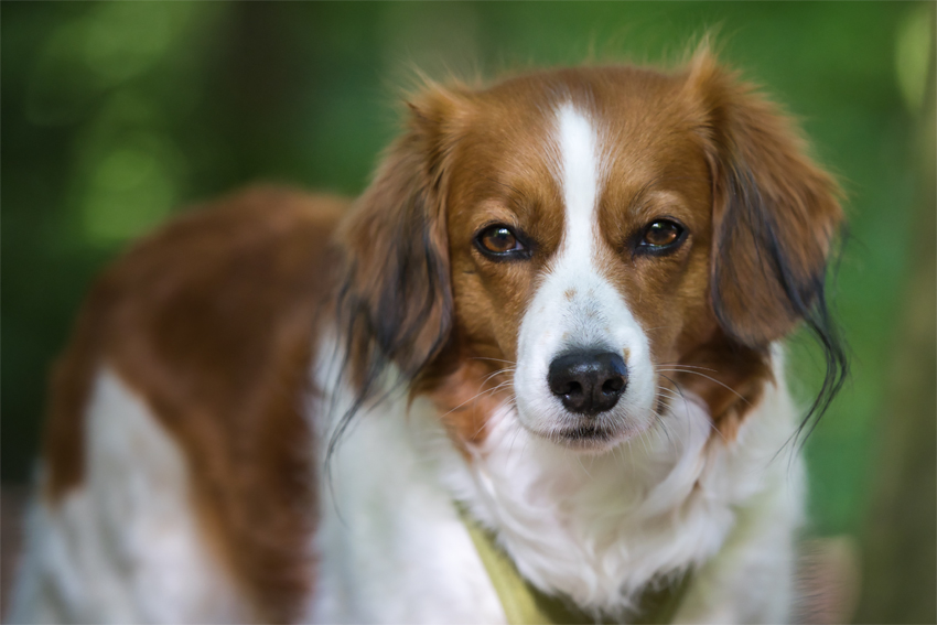 Kooikerhondje aus Langenhorn