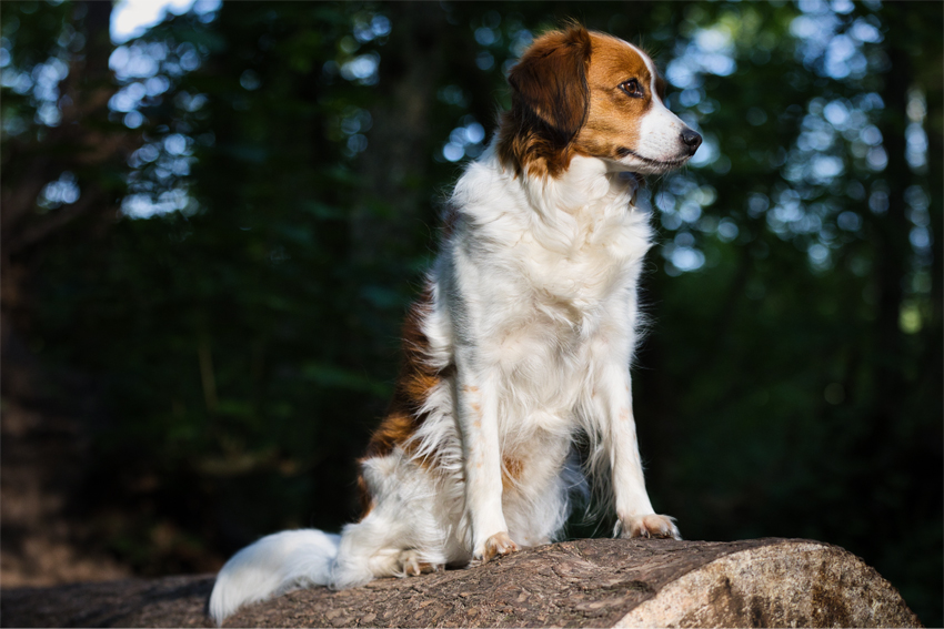 Kooikerhondje aus Langenhorn