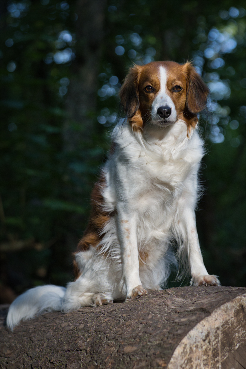 Kooikerhondje aus Langenhorn