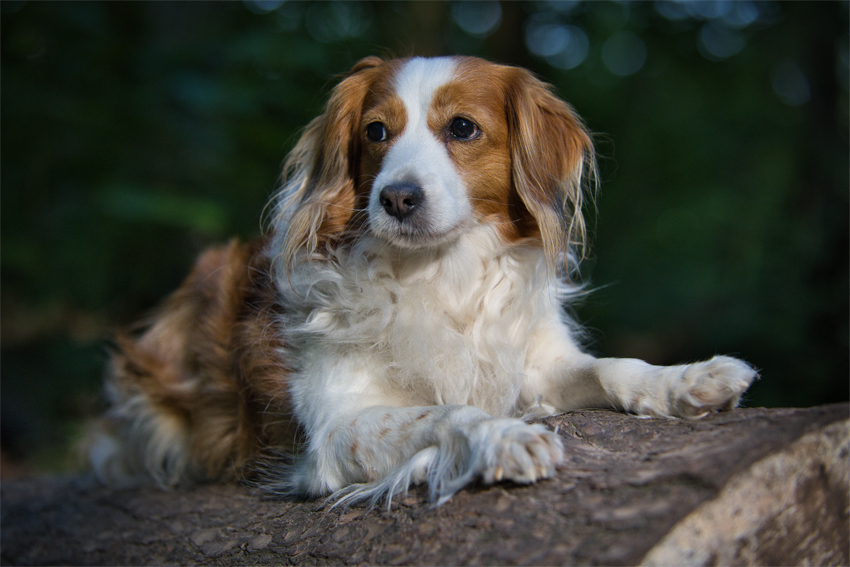 Kooikerhondje aus Langenhorn