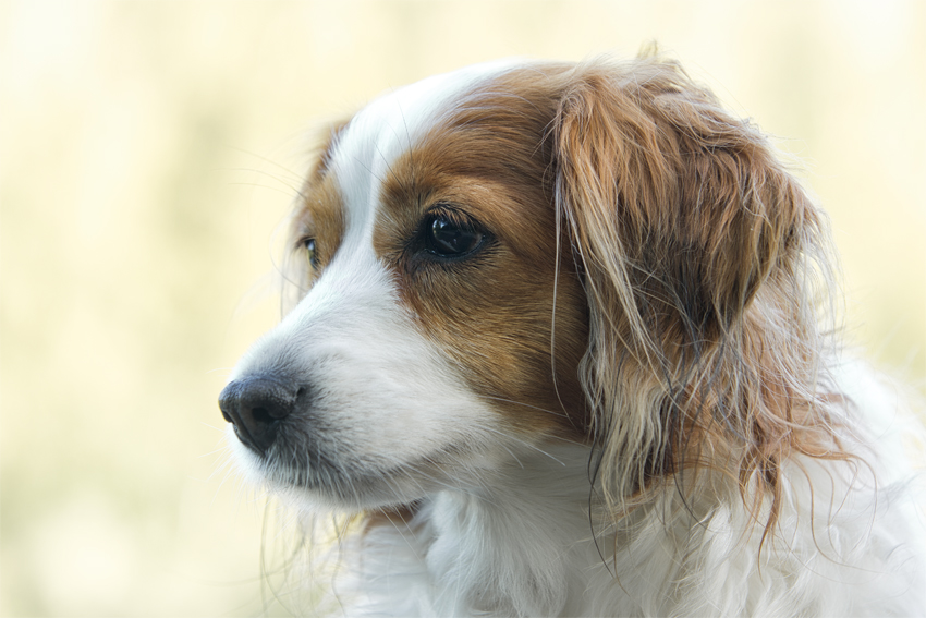 Kooikerhondje aus Langenhorn