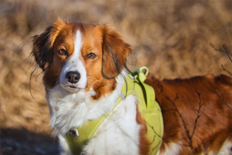 Kooikerhondje aus Langenhorn