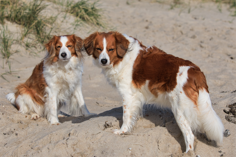 Urlaub mit Hund in Dänemark