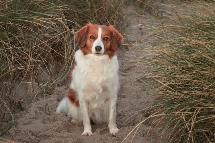 Urlaub mit Hund in Dänemark