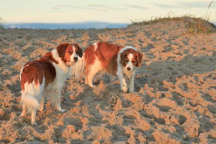 Urlaub mit Hund in Dänemark